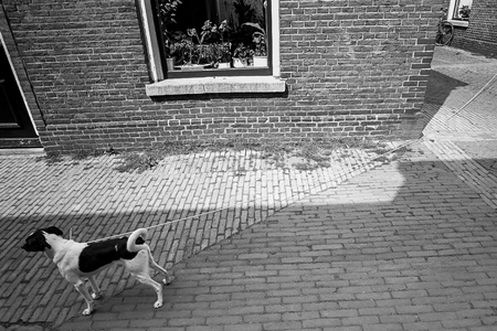 830217 Afbeelding van een aangelijnde hond in de Boogstraat (Zeven Steegjes) te Utrecht.